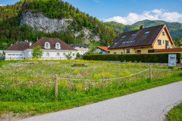 Seit 2021 wächst und gedeiht eine 900 m² große Blumenwiese in Kufstein.