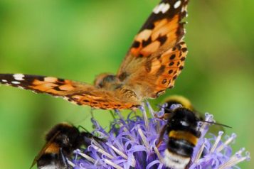 Je vielfältiger das Blütenangebot desto wohler fühlen sich Lebewesen wie Schmetterlinge und Bienen.